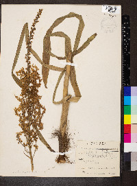 Stenanthium gramineum image