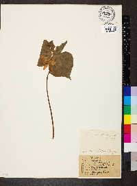 Trillium cernuum image