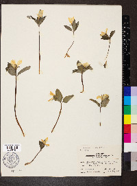 Trillium nivale image