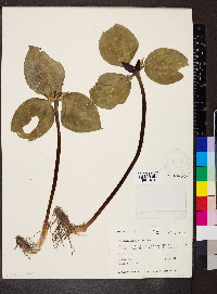 Trillium recurvatum image