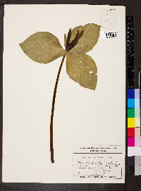 Trillium viride image