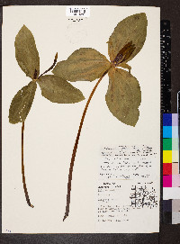 Trillium viride image