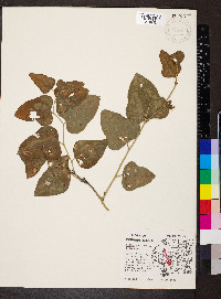 Smilax bona-nox image