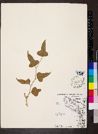 Smilax bona-nox image