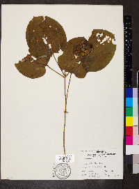 Smilax ecirrhata image