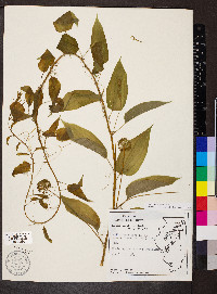 Smilax pulverulenta image