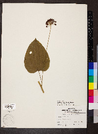 Smilax pulverulenta image