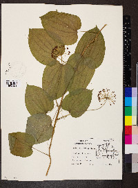 Smilax pulverulenta image