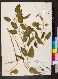 Smilax pulverulenta image