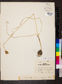 Allium canadense var. mobilense image