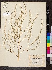 Asparagus officinalis image