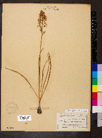 Camassia scilloides image