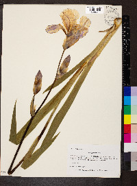 Iris germanica image