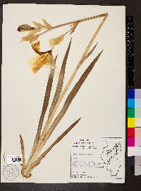 Iris pseudacorus image