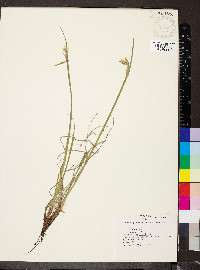 Sisyrinchium albidum image