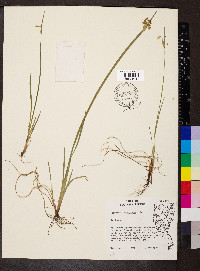 Sisyrinchium albidum image
