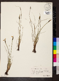 Sisyrinchium campestre image