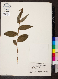 Epipactis helleborine image