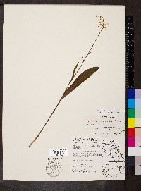 Platanthera clavellata image