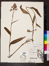 Platanthera peramoena image