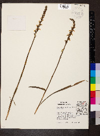 Spiranthes cernua image