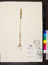 Spiranthes cernua image