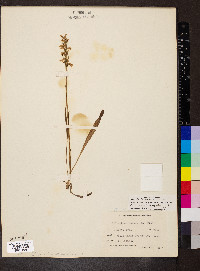 Spiranthes magnicamporum image