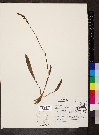 Spiranthes ovalis image