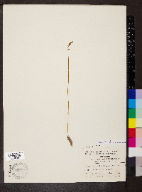 Spiranthes tuberosa image