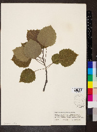 Populus grandidentata image