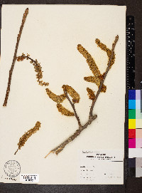 Populus heterophylla image