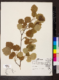 Populus nigra image