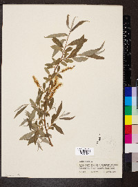 Salix alba image