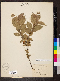 Salix cordata image