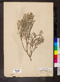 Salix humilis var. tristis image