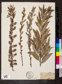 Salix petiolaris image