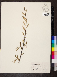 Salix sericea image