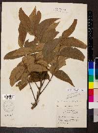 Carya illinoinensis image