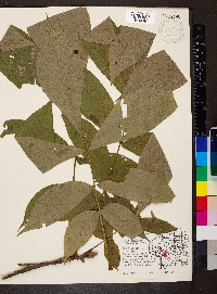 Carya laciniosa image