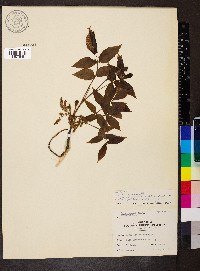 Carya texana image