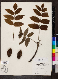 Juglans cinerea image