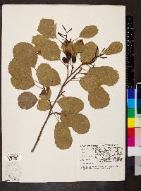 Alnus glutinosa image