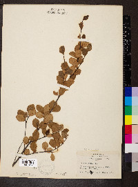 Betula pumila image