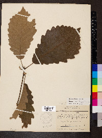 Quercus × deamii image