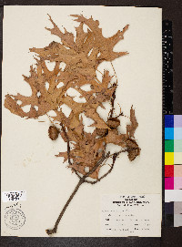 Quercus coccinea image