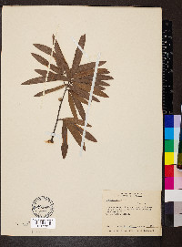 Quercus phellos image