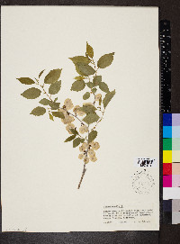 Ulmus pumila image