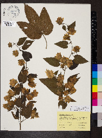 Humulus lupulus var. lupuloides image