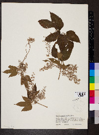 Humulus lupulus image