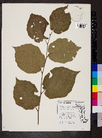 Broussonetia papyrifera image